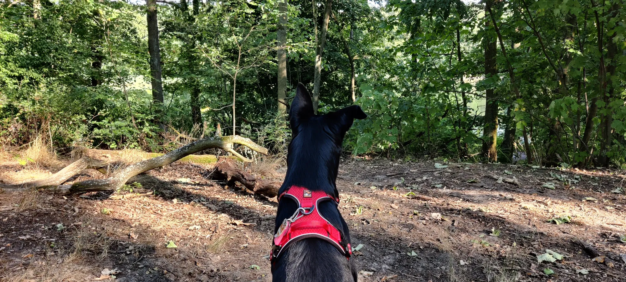 Stevie Guarding as usual. Grunewald, Berlin.